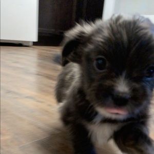 Meet your Posher, Perla